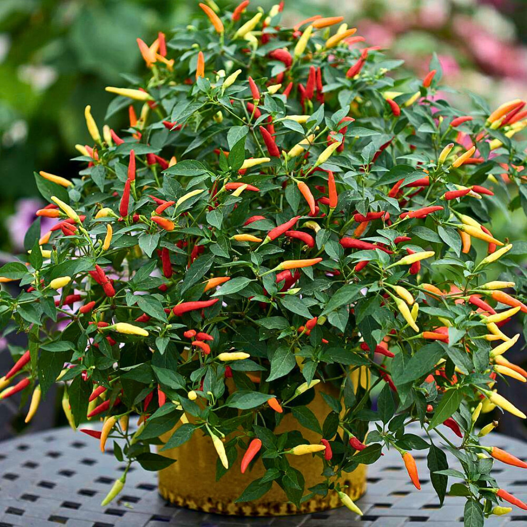 Fresh Birdseye Pepper Seeds | Wai Yee Hong | Heirloom Non-GMO | Vegetable Seeds