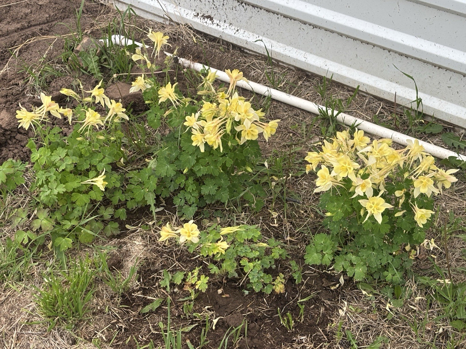 50+ Sunshine Yellow Columbine Aquilegia Perennial Flower Seeds US Only