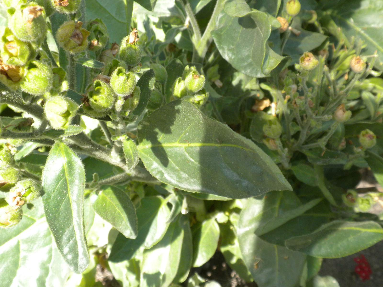 100 Sacred Aztec rustica organic tobacco seed nicotiana heirloom NightShade Farm