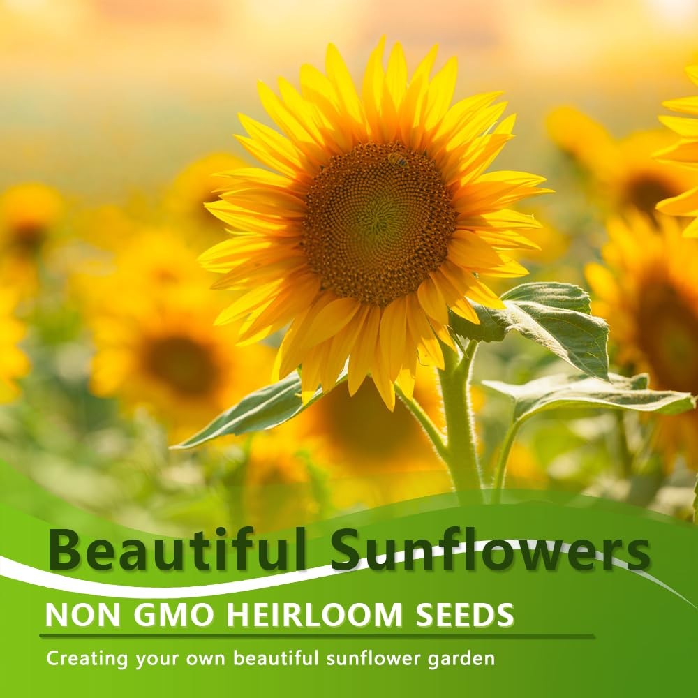 1000+ Sunflower Seeds for Planting Heirloom Non-GMO, Bulk Package of 15 Varie…