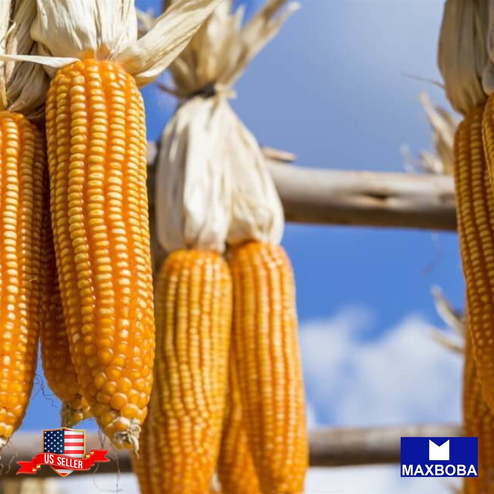 48 Corn Fresh Seeds Dent Truckers Favorite Yellow Non-GMO Heirloom BOGO 50% OFF
