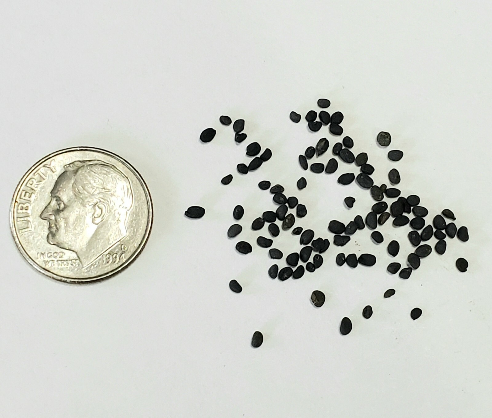 50 Baikal Skullcap Seeds – Scutellaria baicalensis – Perennial Flower Root Herb