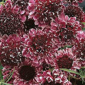 Scabiosa hybrida Beaujolais Bonnets 250 seeds