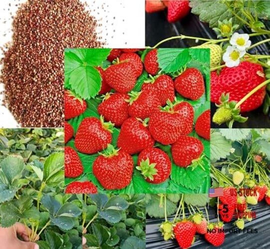 250PCS Wild Strawberry Seeds Sweet Fruit Fragaria Virginiana Winter Hardy