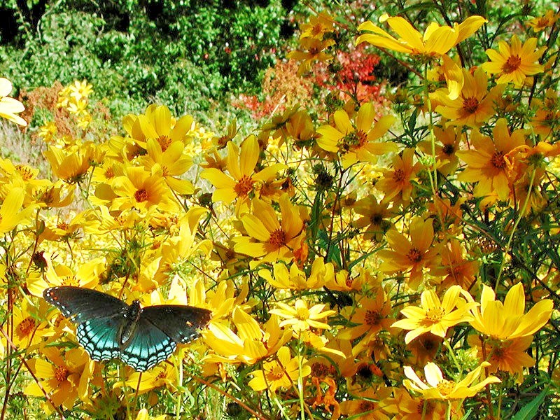 100+SWAMP MARIGOLD Seeds Tickseed Native Wildflower Shrub Bush Flowers Fast Easy