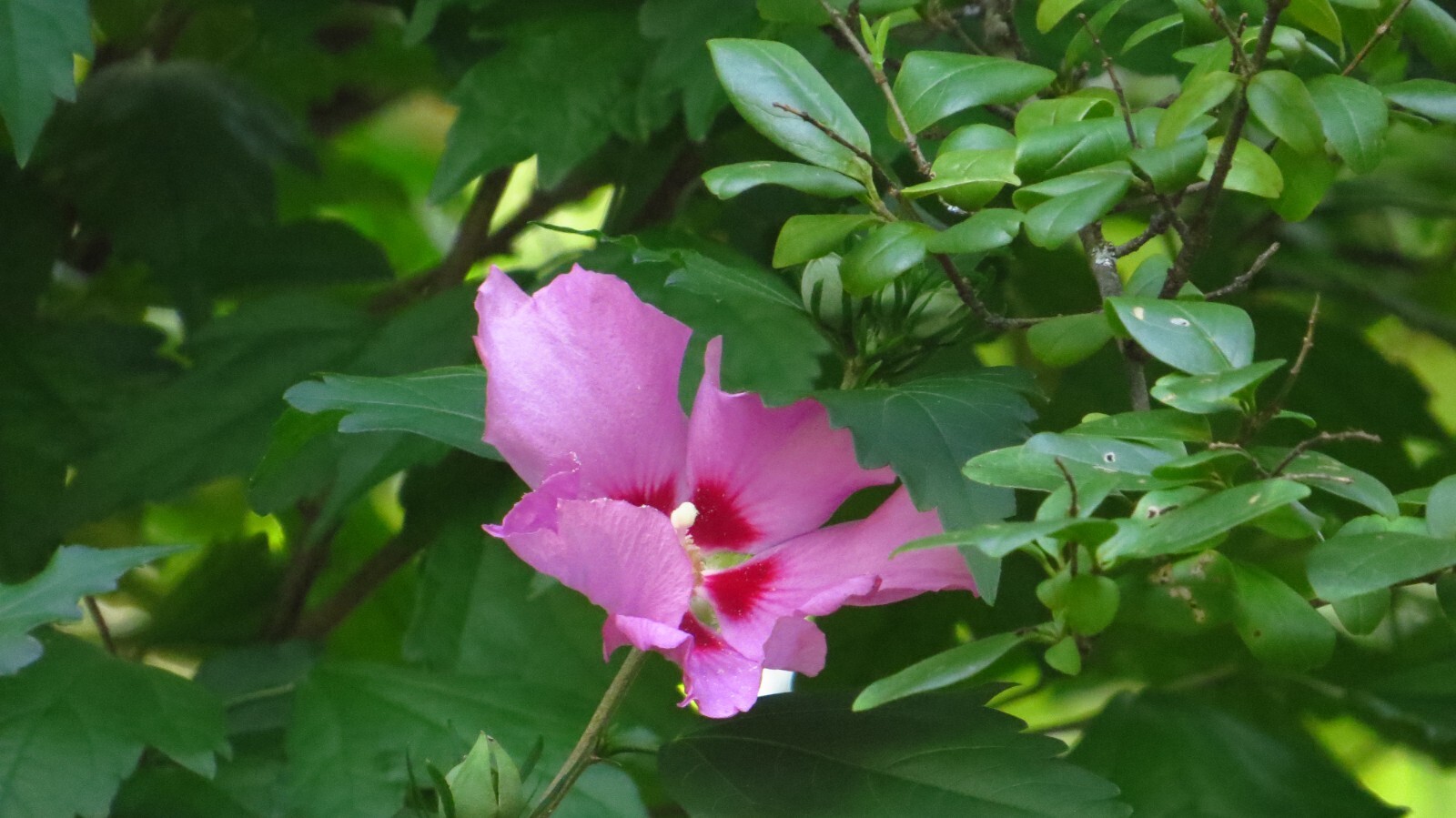 50+ Pink Rose of Sharon Seeds(Hibiscus syriacus/Aphrodite Althea/hardy hibiscus)