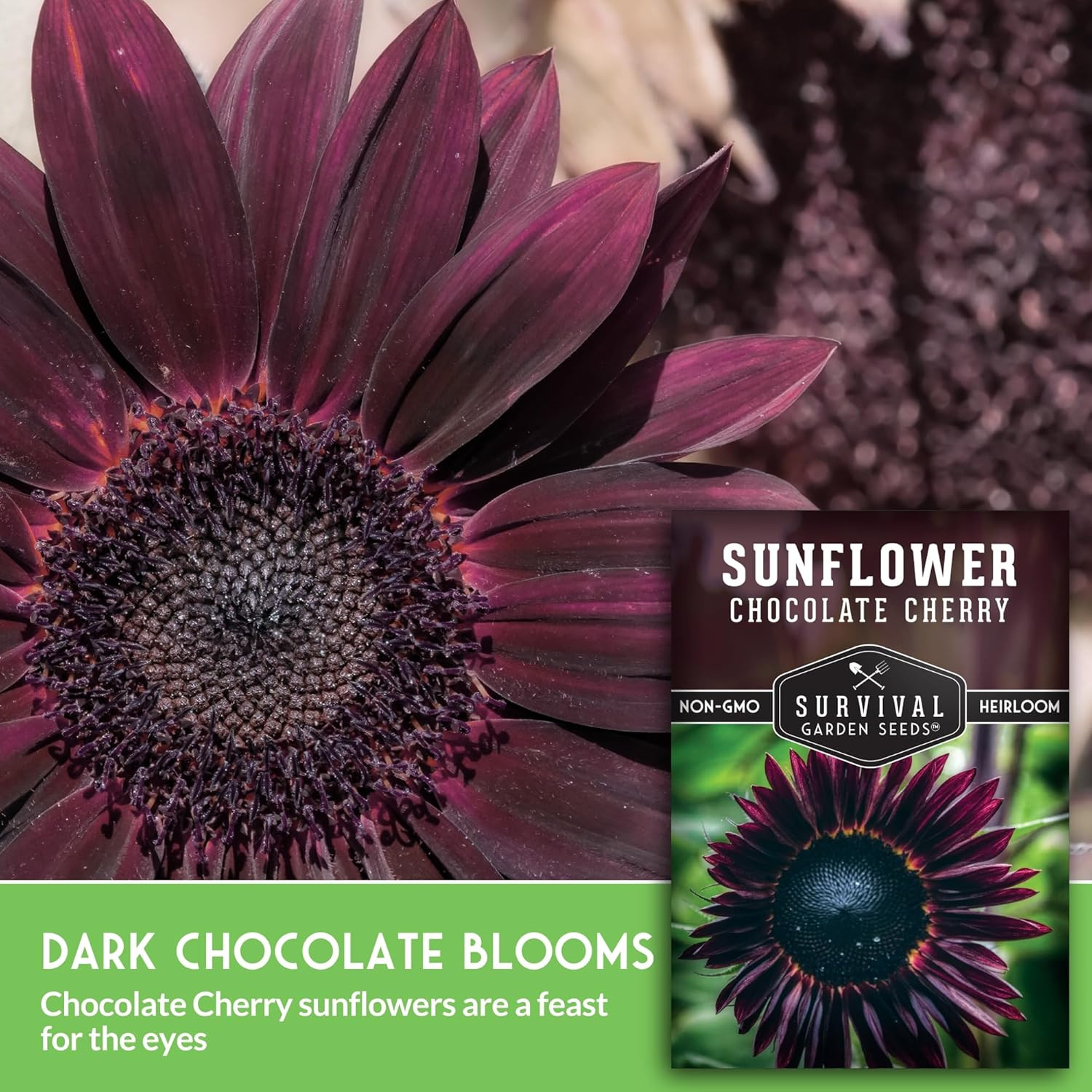 Chocolate Cherry Sunflower Seeds for Planting | Rare Burgundy Black Blooms, 6-7F