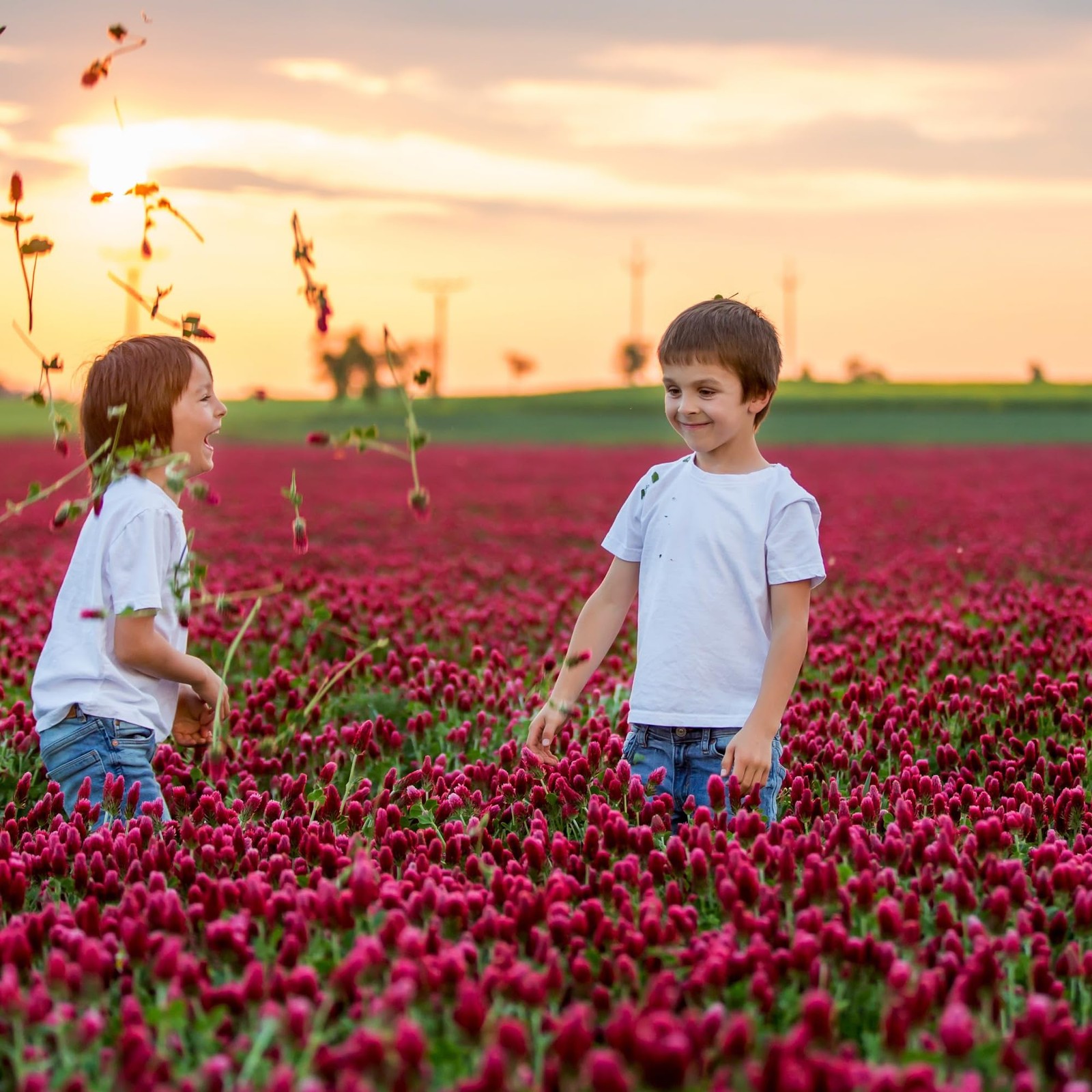 Crimson Clover – 5 lb Bulk ~232,000 for Cover Crops, Pasture, Hay, Wildlife F…