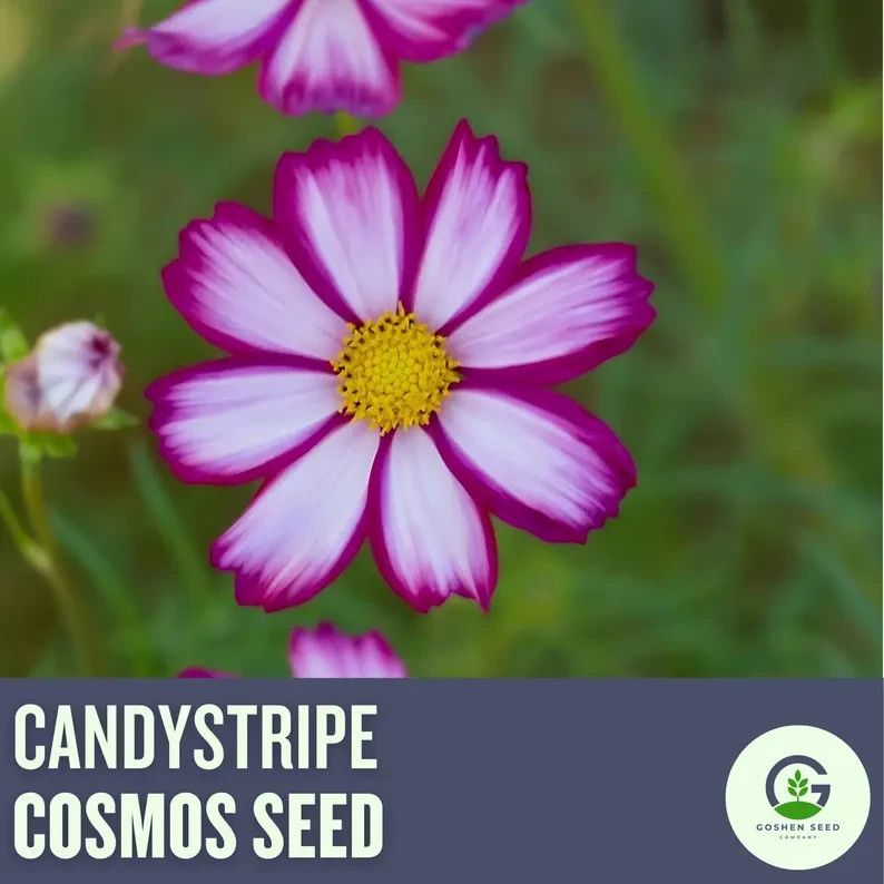 Candy Stripe Cosmos Seeds, Cosmos Bippinatus