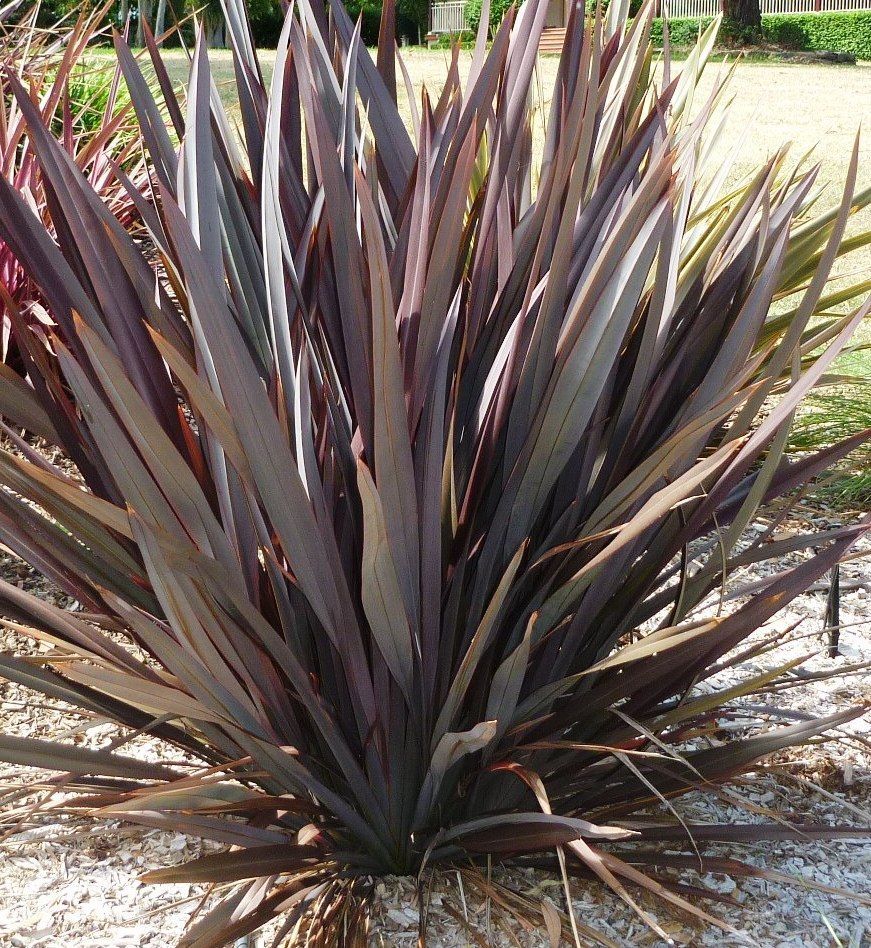 Phormium tenax atropurpureum PURPLE NEW ZEALAND FLAX Seeds!