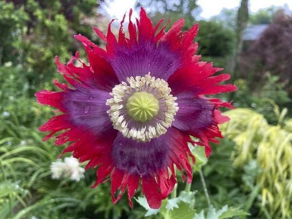 Papaver Drama Queen | 20 Seeds
