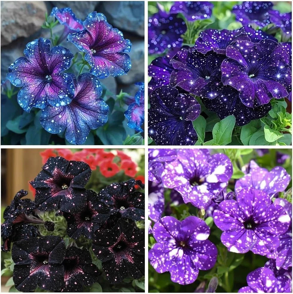500 Starry Sky Petunia Seeds Variegated Multicolor Trailing Flowers for Baskets