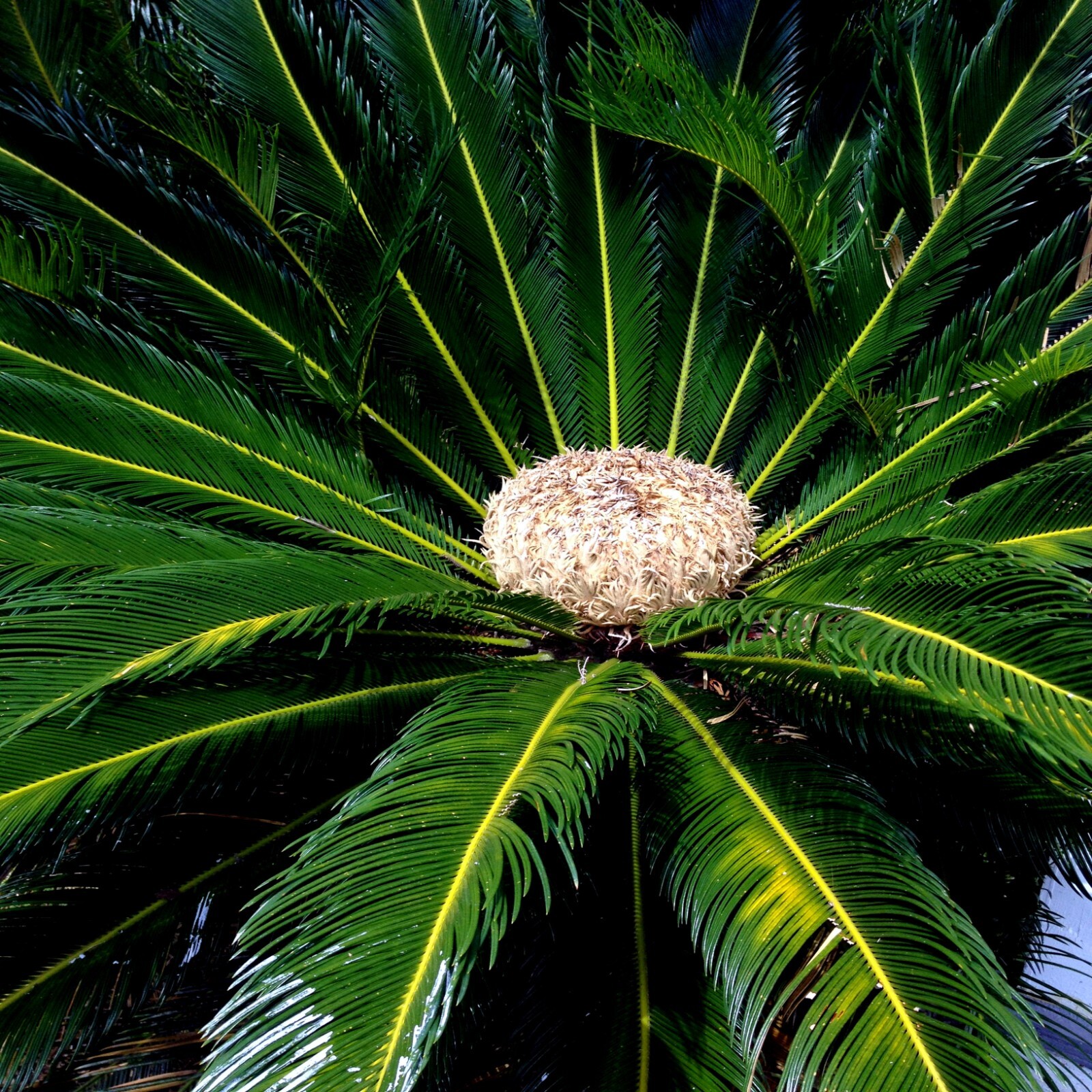 10 King Sago Palm Seeds (Cycas Revoluta) Rare Tropical Prehistoric Cycad Hardy-8