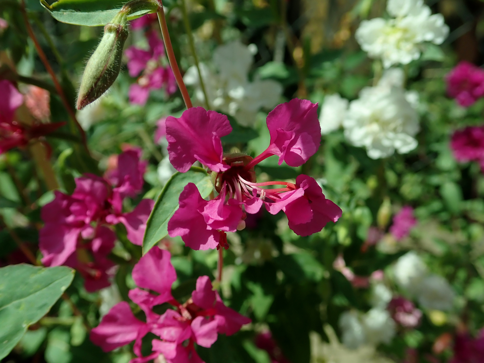 1,000 MOUNTAIN GARLAND Seeds (Clarkia unguiculata) | NON-GMO | Free shipping