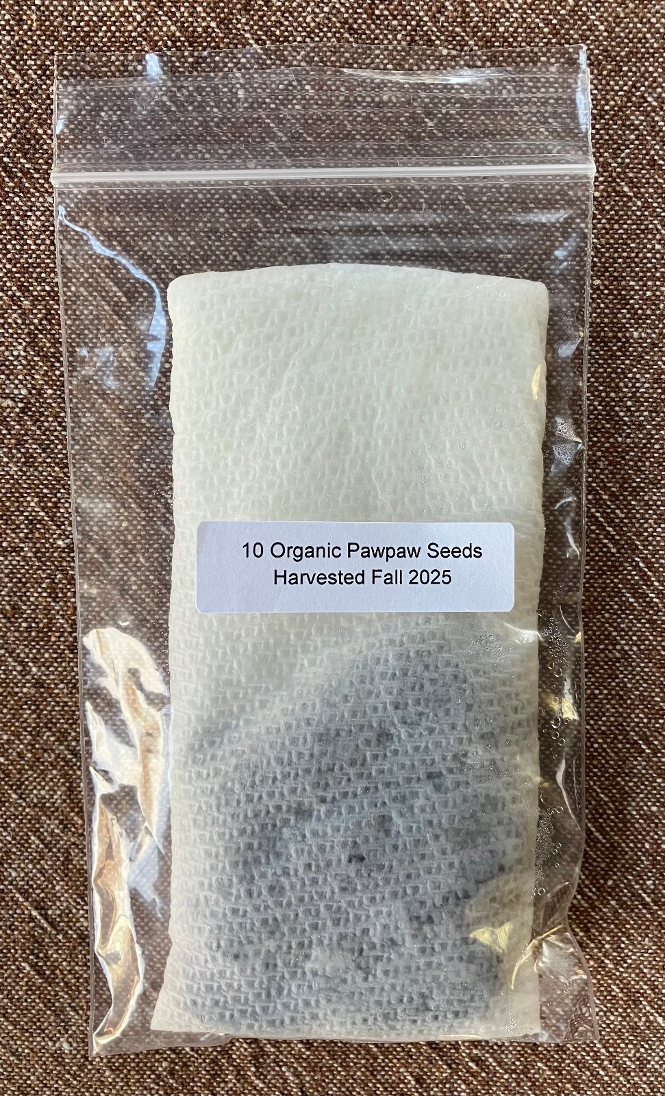 10 Fresh Organically Grown Pawpaw Seeds~Harvested Fall 2025~Moist Chilled