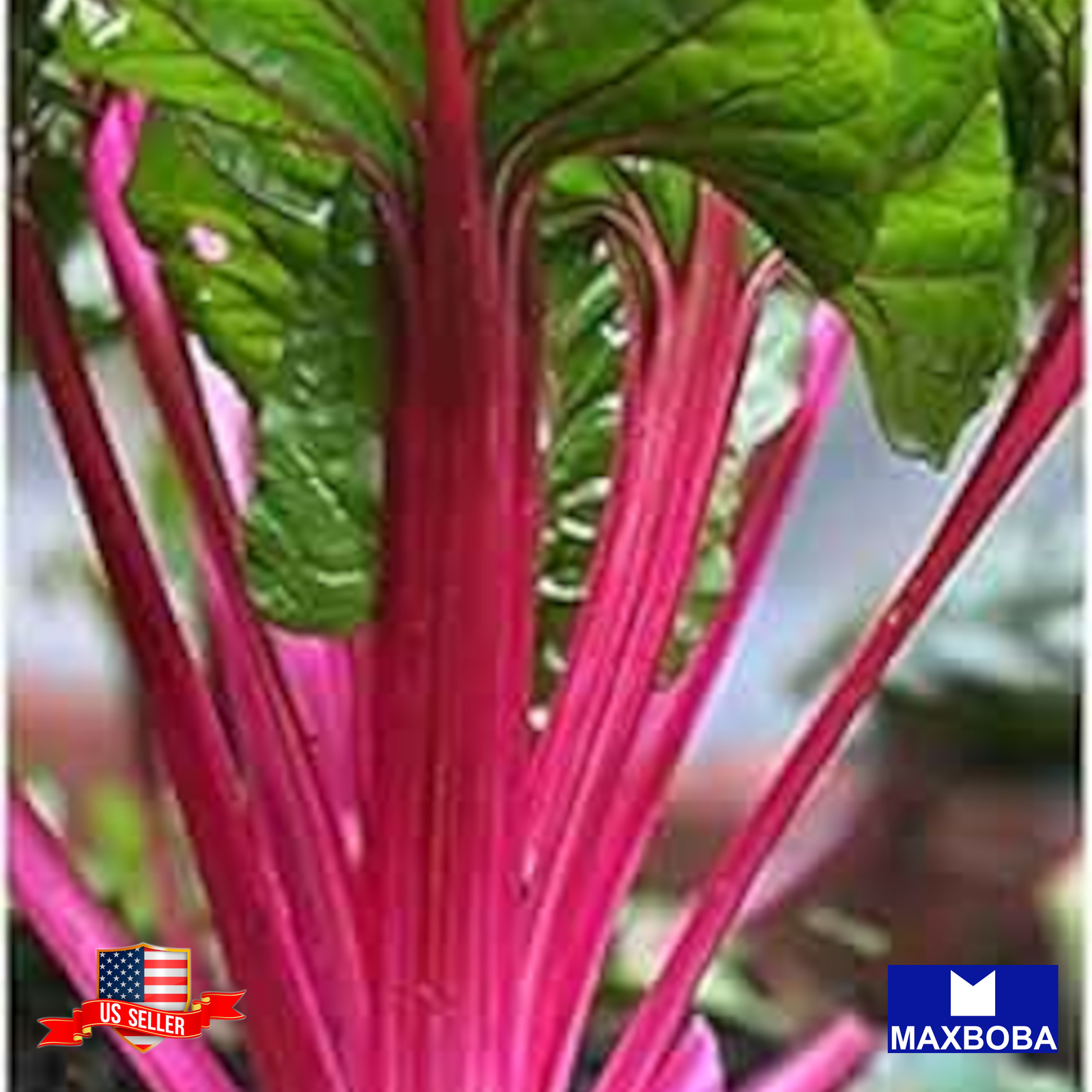 Swiss Chard Seeds Magenta Sunset Non-GMO Heirloom