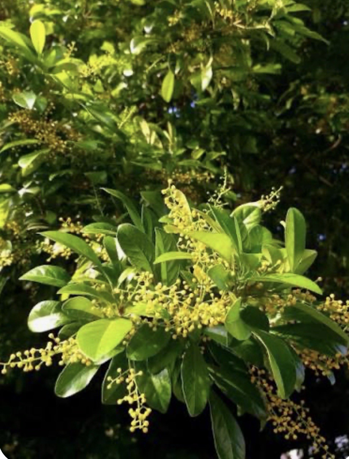 4″Pot of Chinese Perfume Plant-Aglaia odorata-False Lemon Tree-Lemon Scented