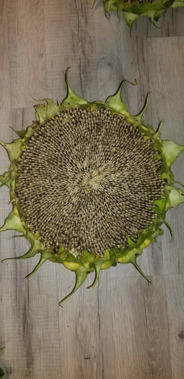 500 !!! Sunflower Seeds mix American Giant, Mammoth, Mongolian Giant, Arikara