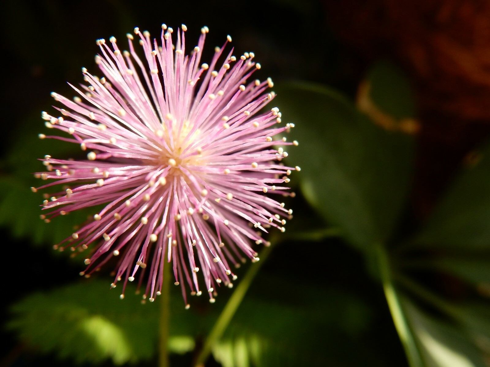 Medicinal herb “Shy flower” Mimosa Pudica sensitive plant 50+seeds Free Shipping