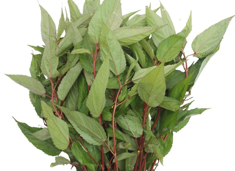 20 Gr (2500 Seeds) Red Molokhia Seeds for Planting, Stem Egyptian Spinach Seeds