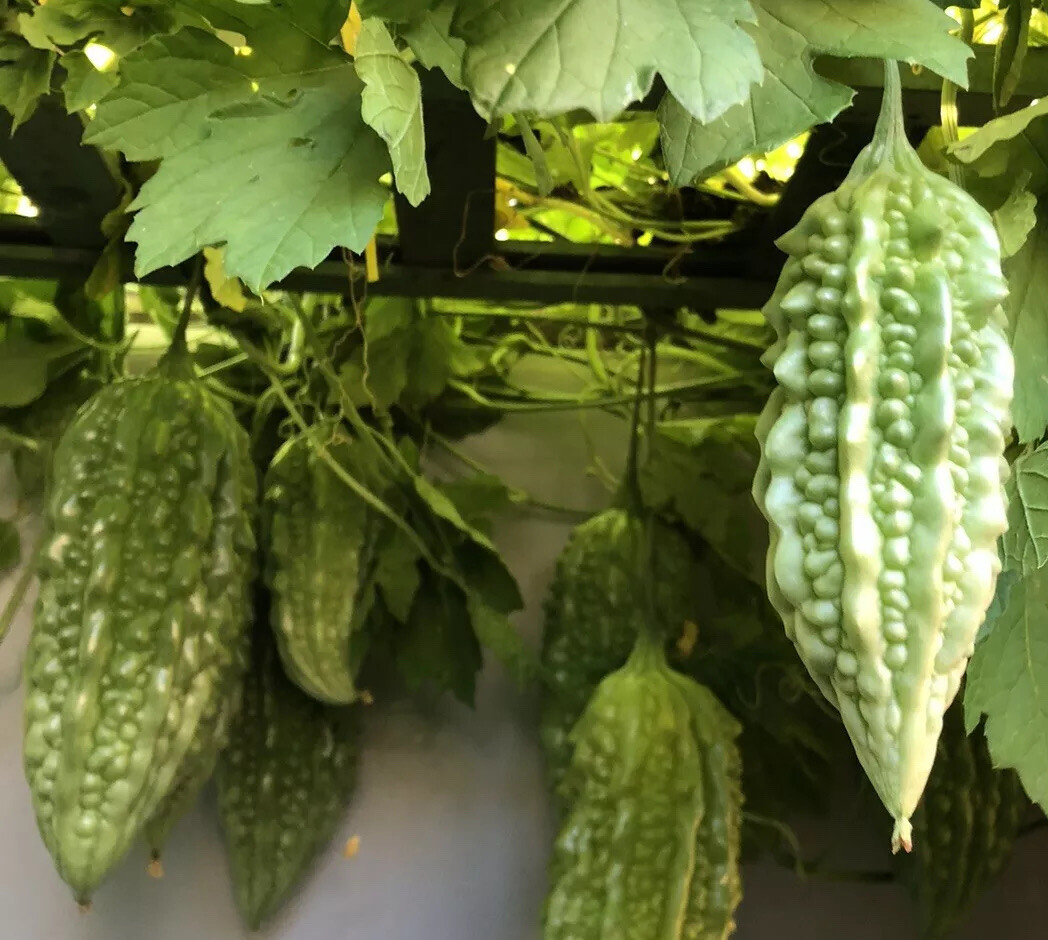 20pcs BitterMelon Seeds Fresh Harvested U.S. Seller
