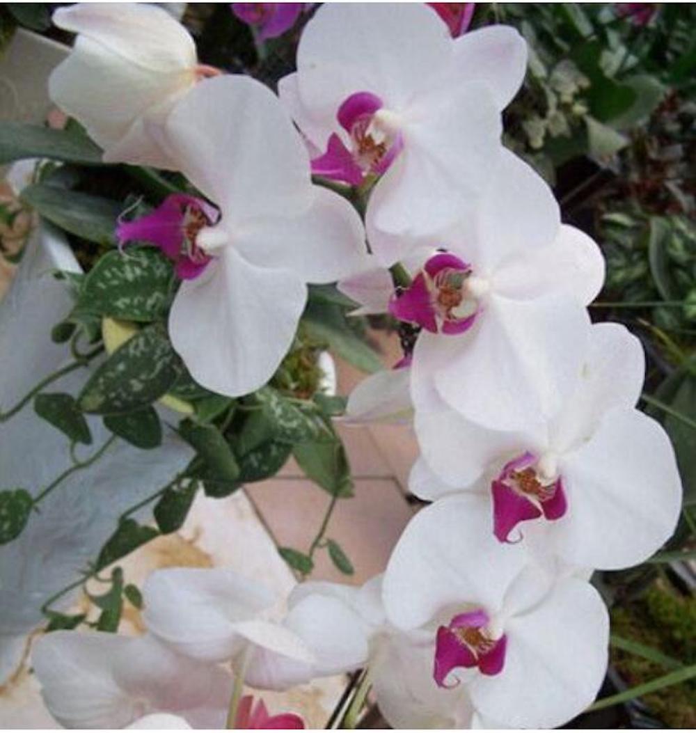 25pc ORCHID SEEDS Garden Plant Flower bloom rare exotic USA seller FREE shipping