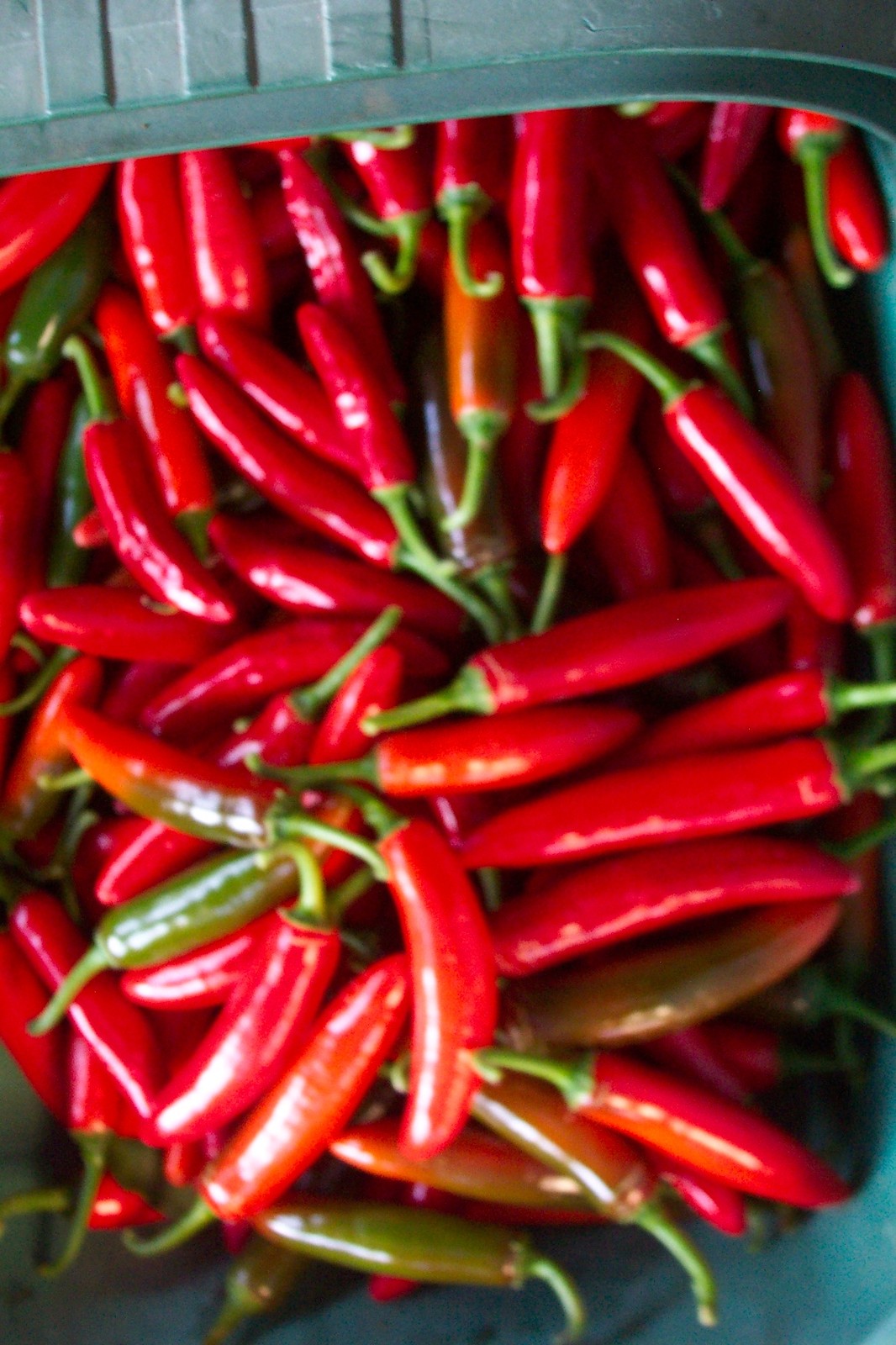 Serrano Organic Non-GMO Seeds – Hot Pepper – Med/Lge Red – Pkg 10+ – Ltd Qty