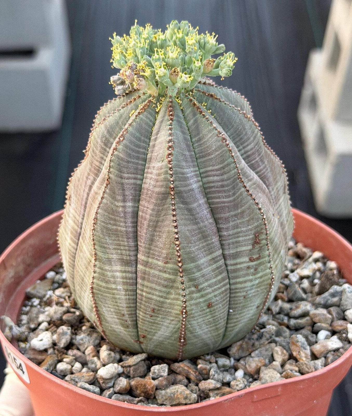 Large Euphorbia Obesa Male | Rare Seed Grown Succulent Live Cactus Plant #154