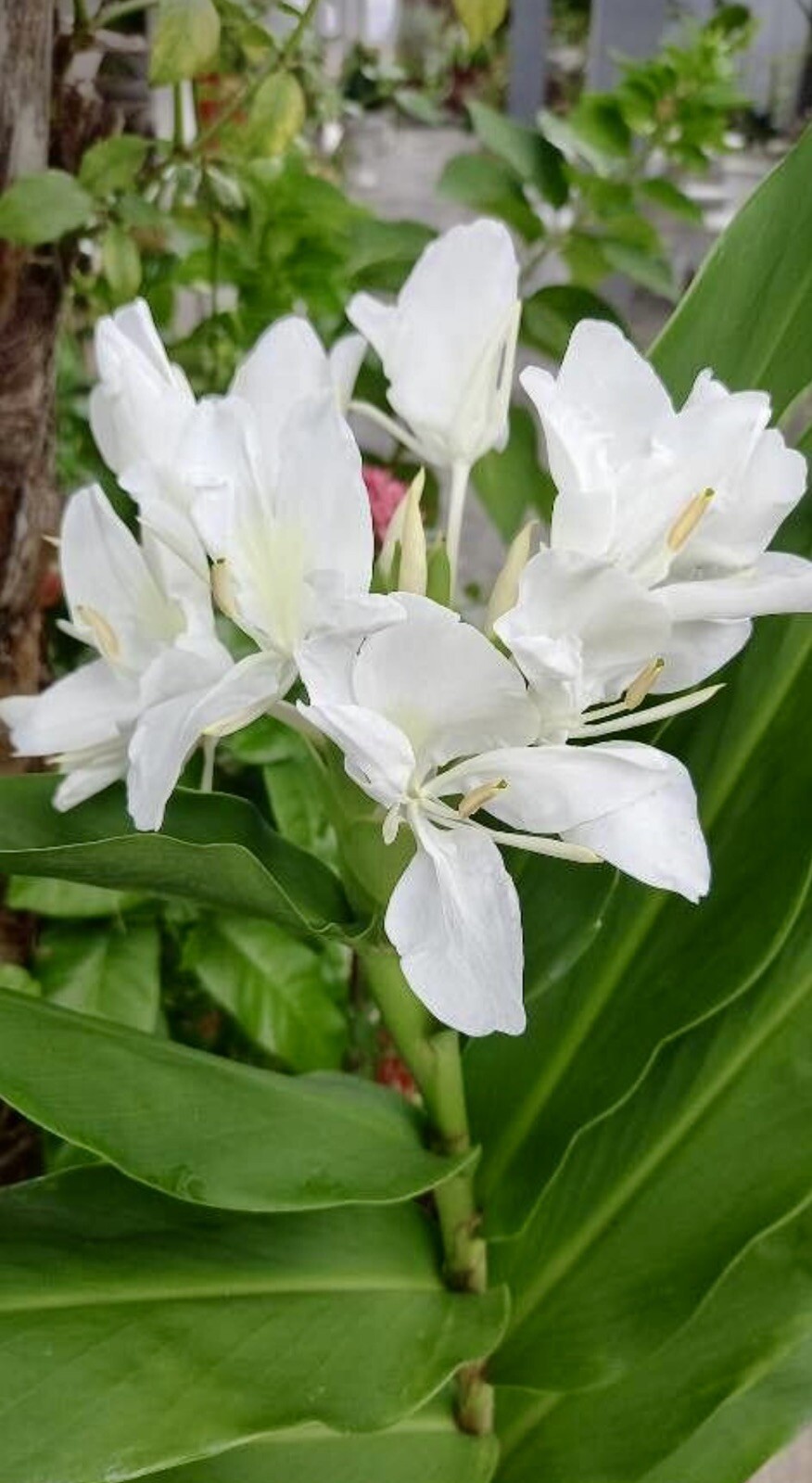 White Garland Lily, Butterfly Ginger Lily, Hedychium Coronarium – 1 plant 1-2’
