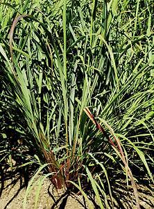 Cymbopogon flexuosus 250 seeds