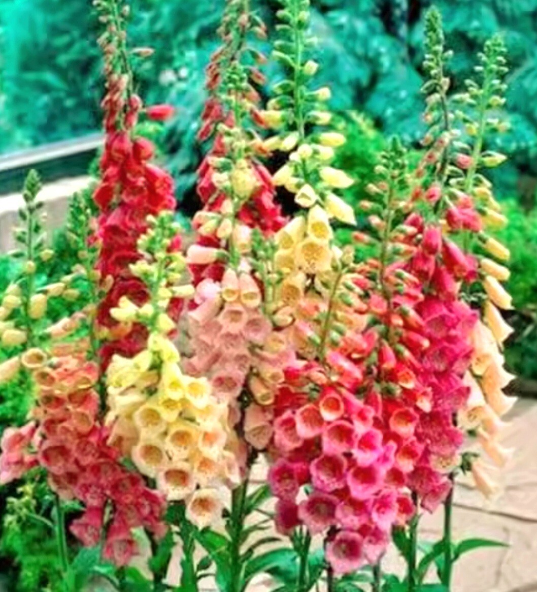 6000 Foxglove Seeds Mixed Color Rare Digitalis Dalmatian Dwarf Beauty Faerie Que