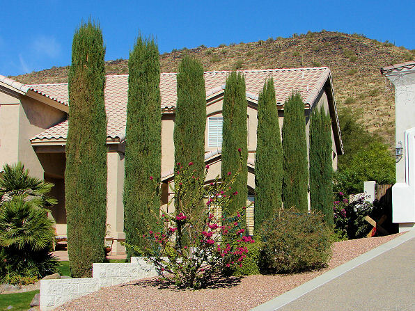 Italian Cypress Narrow Columnar, Cupressus sempervirens stricta (Fast Evergreen)