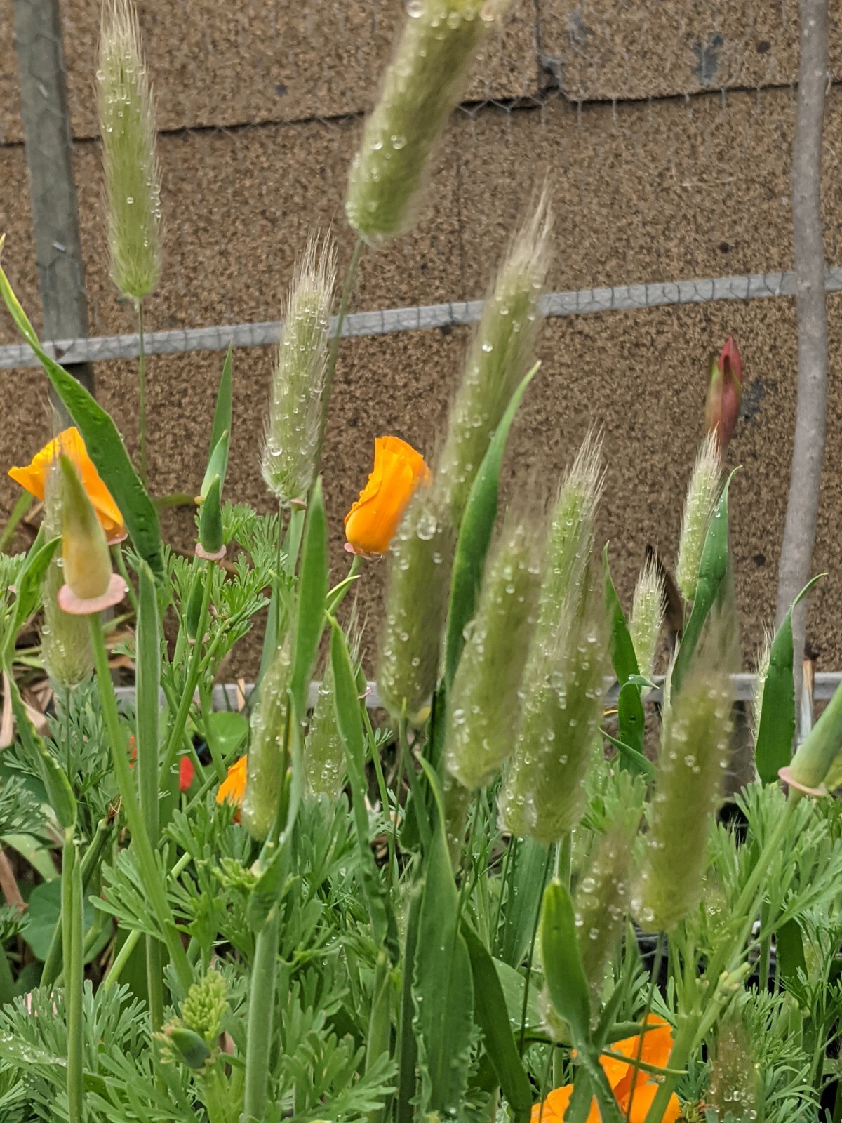 Bunny Tails Grass (200+ SEEDS) Lagurus ovatus Seeds. 2026 Crop. Grown In USA
