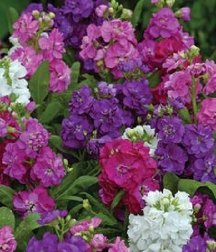 40+ HOT CAKES MIX STOCK MATTHIOLA FLOWER SEEDS / SCENTED, LONG LASTING ANNUAL