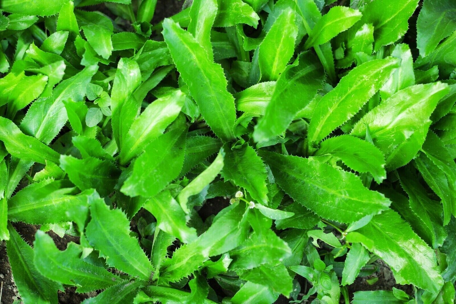 200+ 1,000++ Culantro, Mexican Coriander Asian Ngò Gai Recao Shadow Beni Seeds