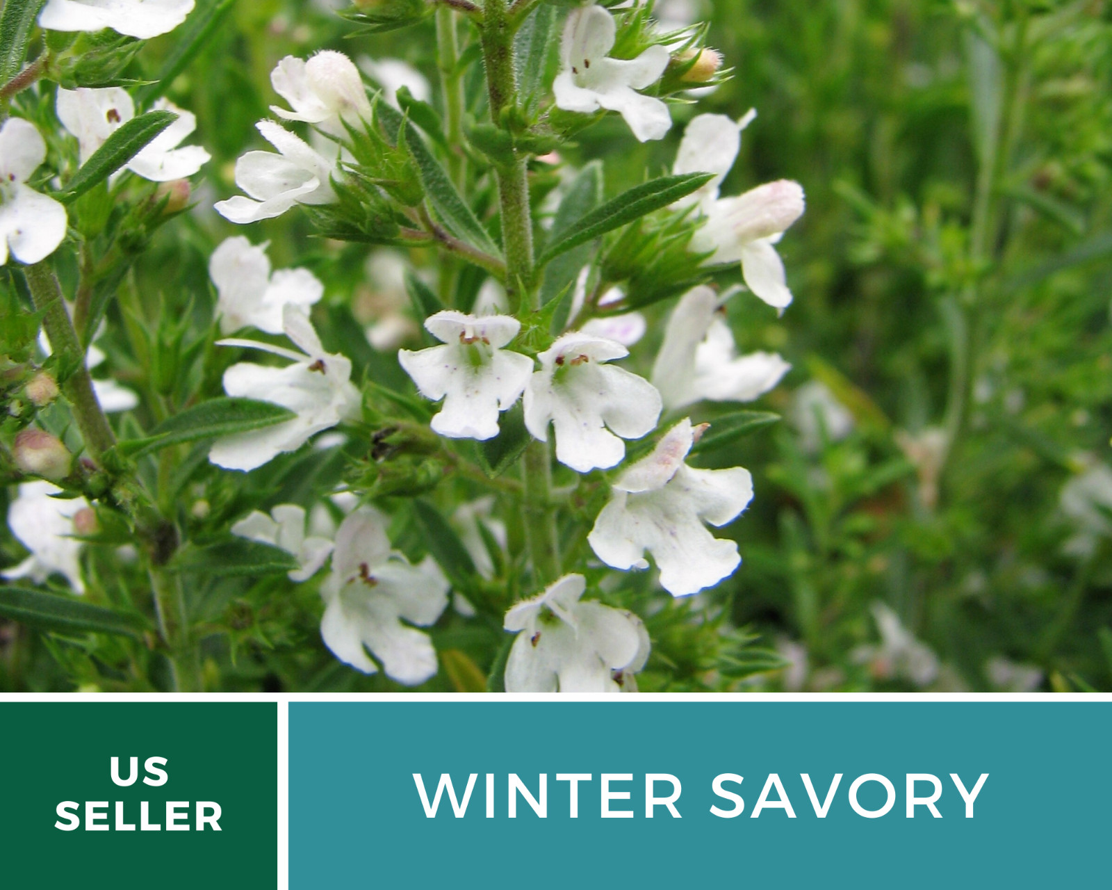 Savory, Winter – 100 Seeds – Culinary & Medicinal Herb – Non GMO