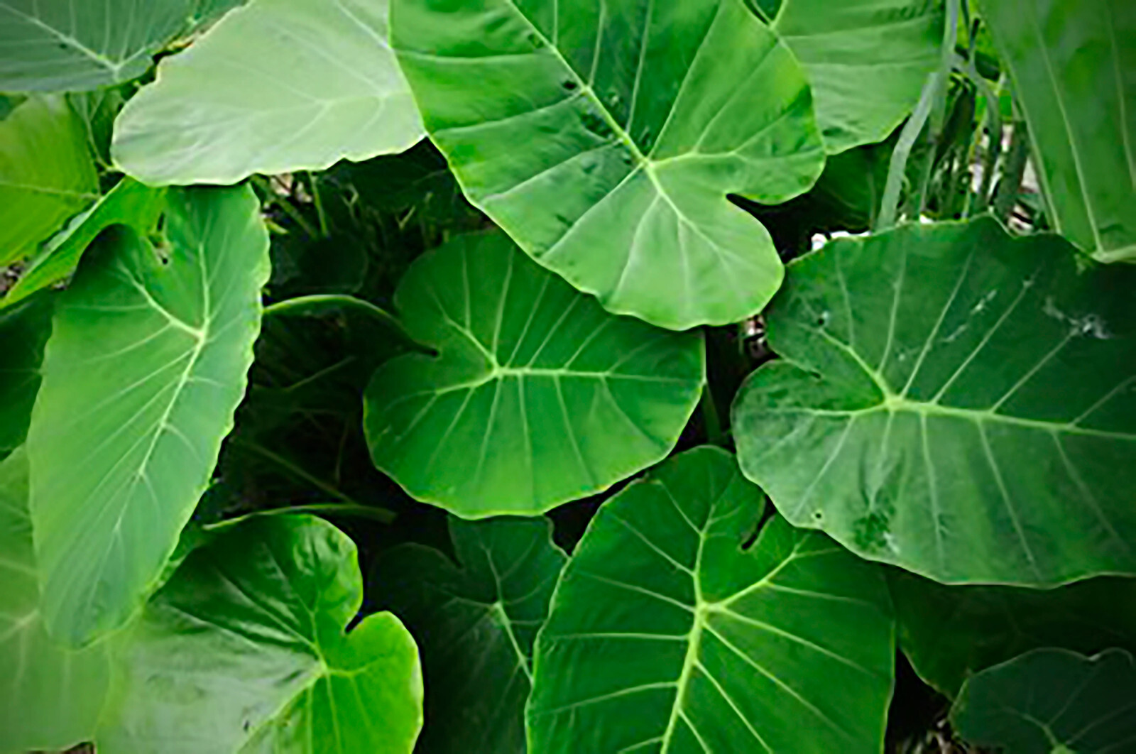 Wild Taro, Green Elephant Ear