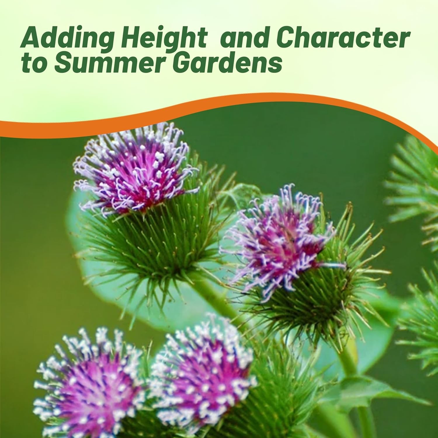 2000 Seeds Burdock Seeds – Great Burdock Herb Seeds