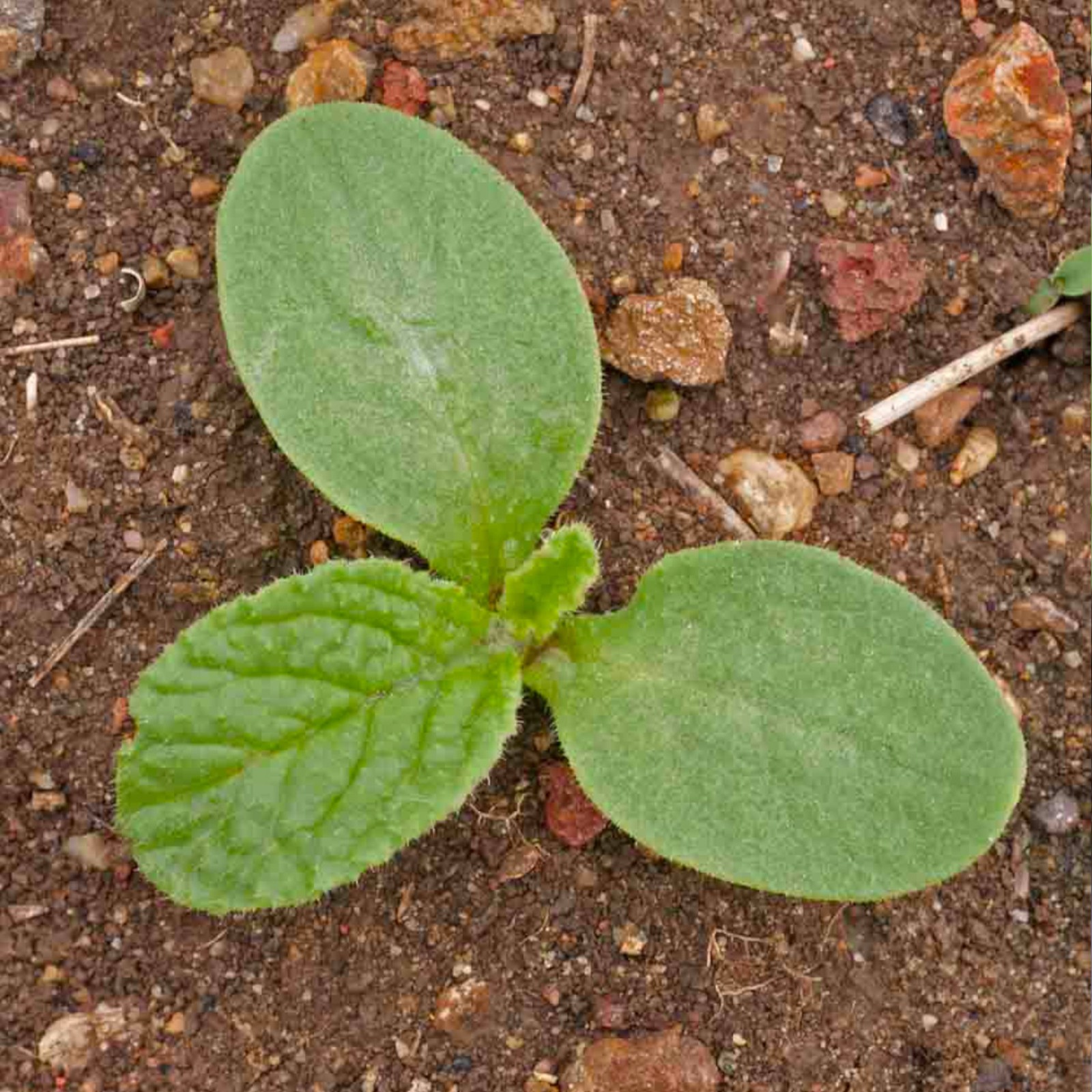 Blue Borage Seeds for Planting Herb Seed 2,000+ Heirloom