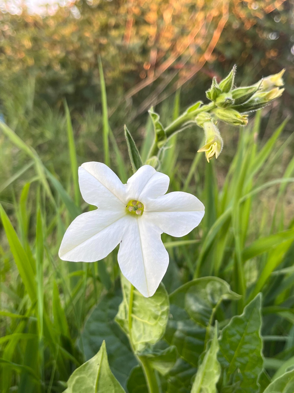 500+ Nicotiana alata Seeds – Organic ‘Jasmine Tobacco’ Seeds