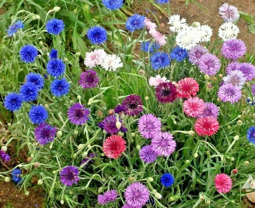 500+Dwarf BACHELOR BUTTON Polka Dot Mix Flower Seeds Cut Dried Flowers Container