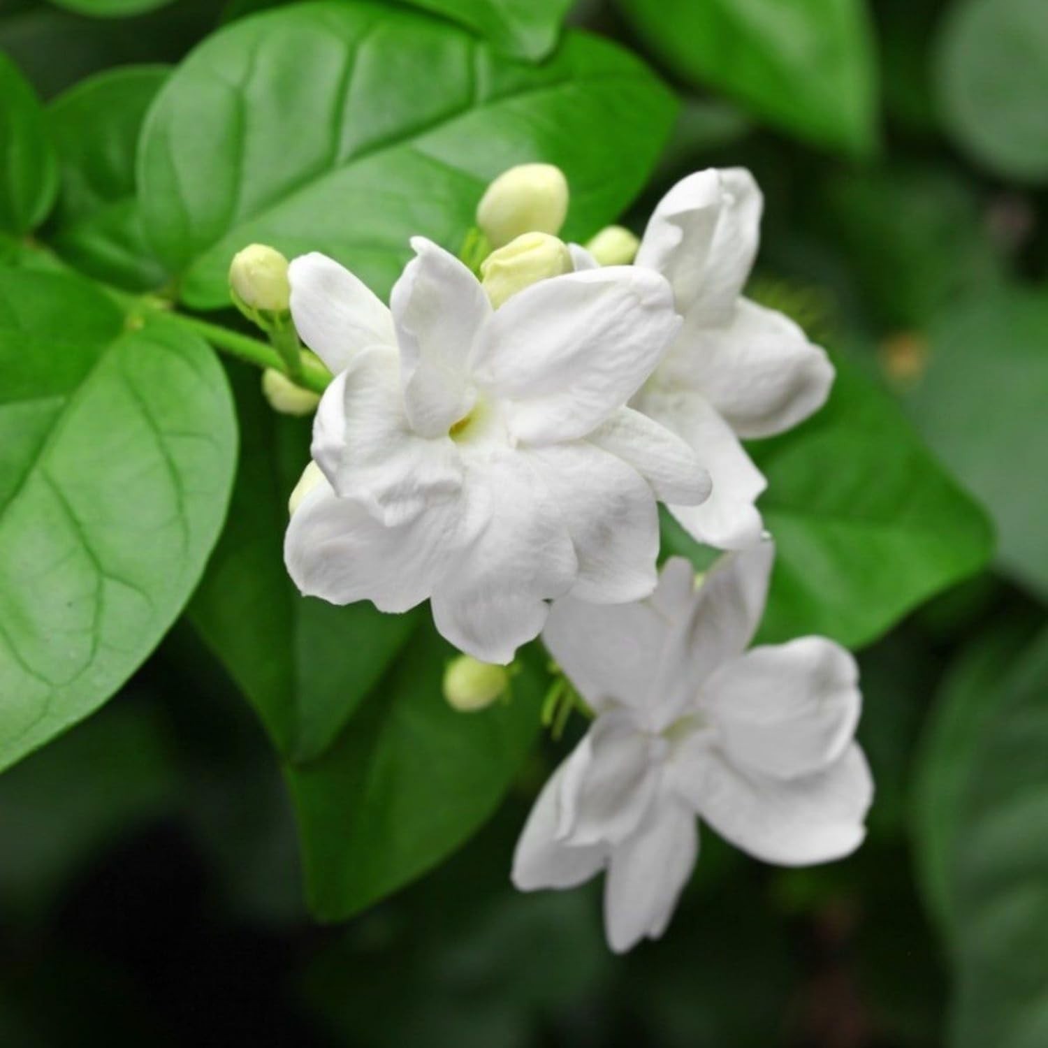 200+ Climbing Jasmine Flower Seeds – Fragrant Non-GMO Choice for Garden Elegance