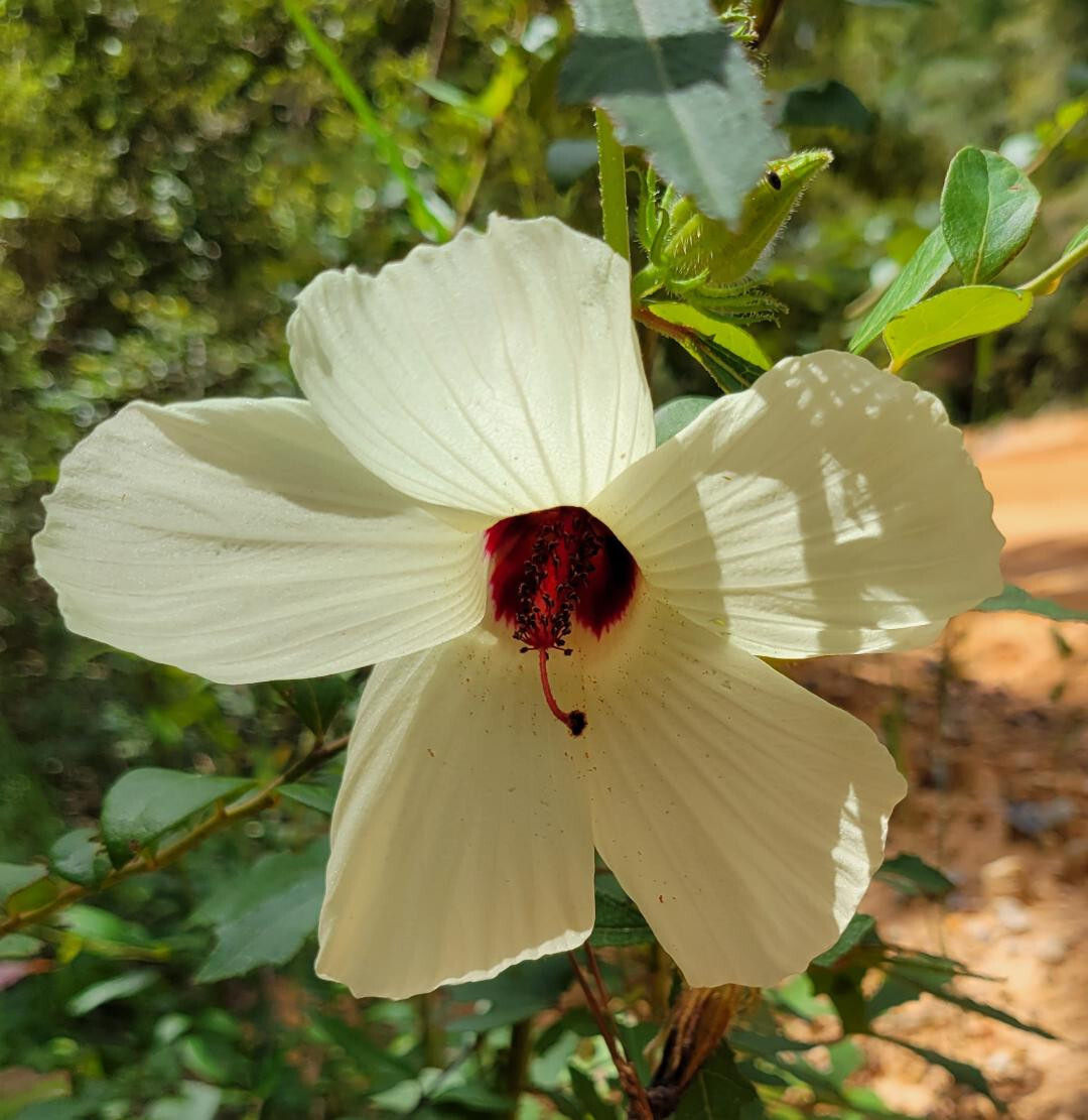 Pineland Hibiscus | 25 Seeds | Hibiscus Aculeatus | Comfortroot | Florida Native