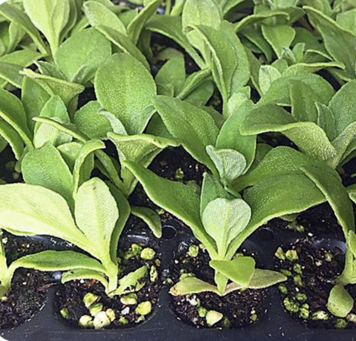 160CT+ Organic Crystalline Iceplant Bing Cai seeds 160多粒冰菜种子 2023新种子芽率高