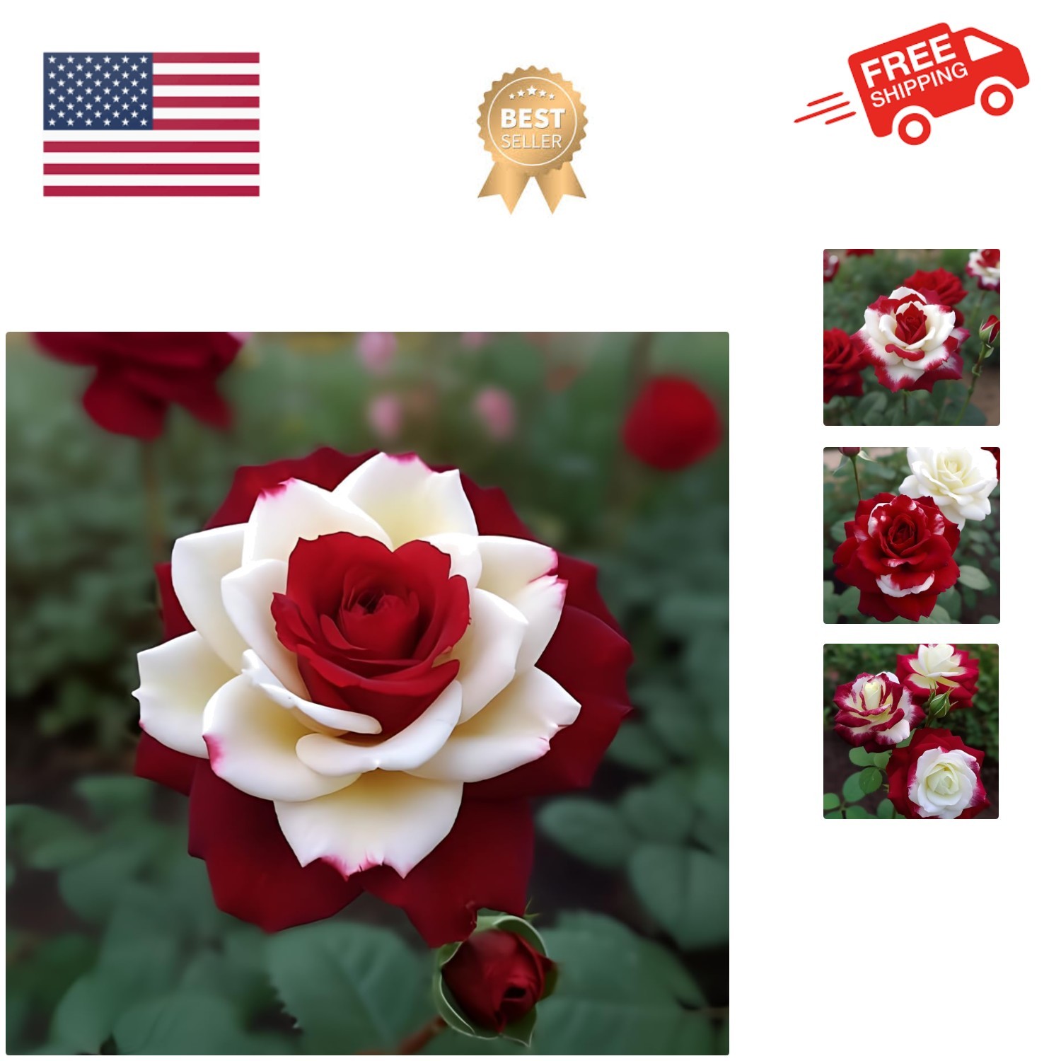 20pcs Rare Twin Red White Rose Flower Seeds for Planting – Captivating Garden…