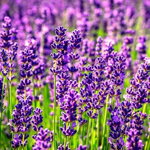CarpetC 10000+ Lavender Seeds for Planting, Fragrant Perennial Herb Lavandula