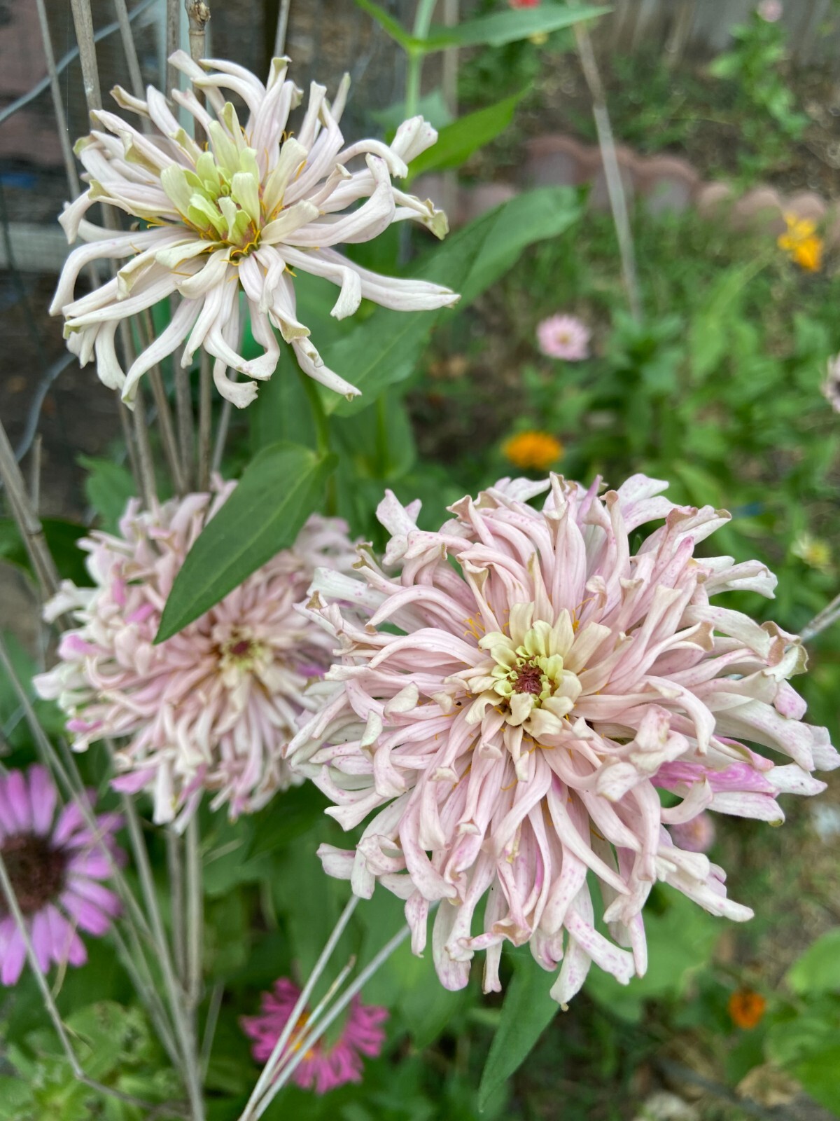 CACTUS ZINNIA – 30 Fresh Seeds – Mixed Colors – GORGEOUS Blooms!! FREE Shipping