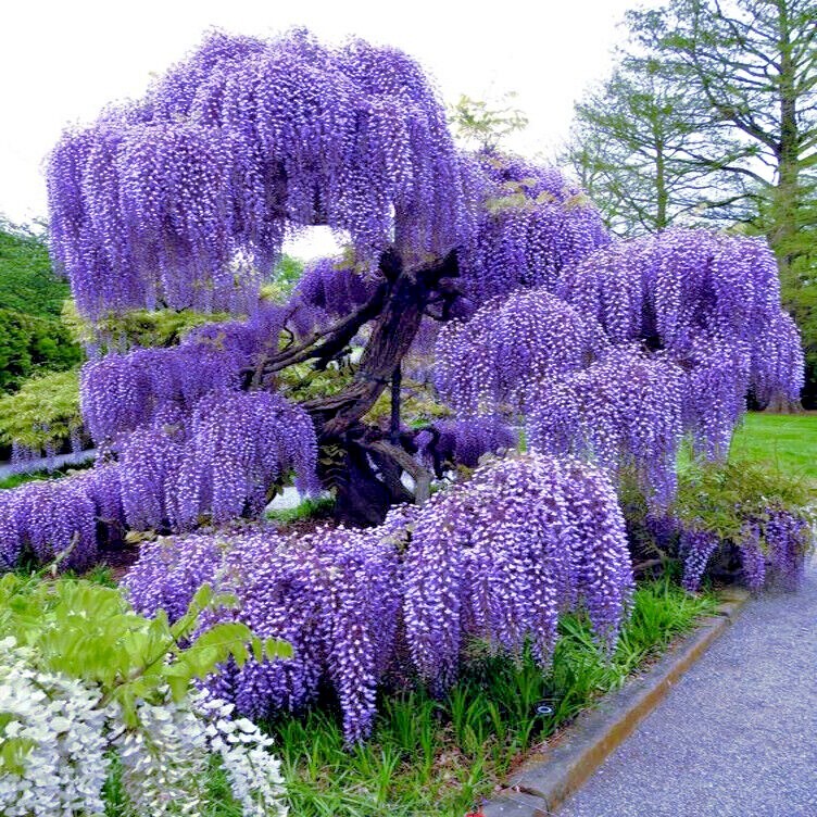 5 Chinese Wisteria Tree Seeds Fast Climber Flower Vine, Cold Hardy Bonsai Plant
