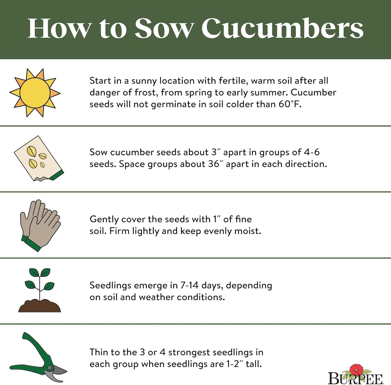 Delicious ‘Sweet Success’ Cucumber Seeds – 20 Non-GMO Seeds for Full Sun Gardens
