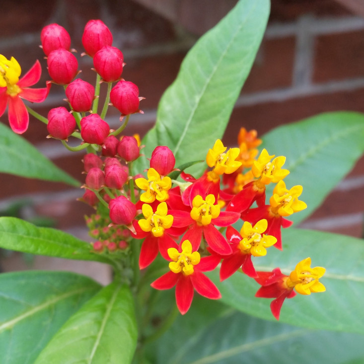 Tropical Milkweed Plant – 3-6″ Tall – Pollinator Flower for Monarch Butterfly